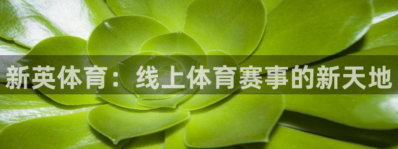 斗球直播app下载安卓：新英体育：线上体育赛事的新天地