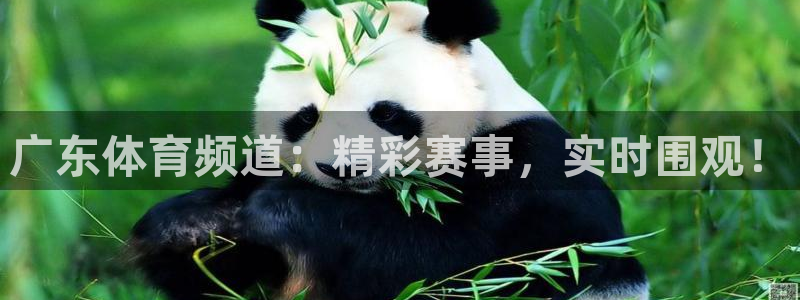 斗球直播平台：广东体育频道：精彩赛事，实时围观！